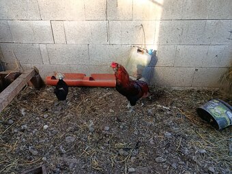 Araucana - 2