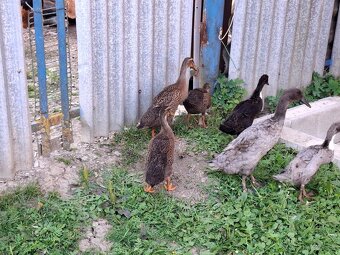 Indicky bezec - 2