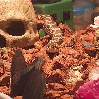 Western Hognose had - 2