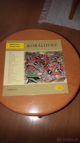 Koralovky - 2