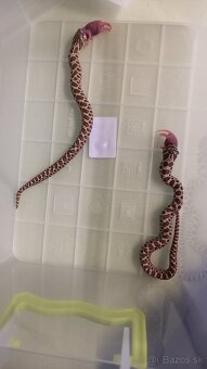 H. Nasicus - 2