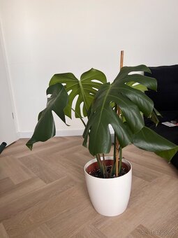 Monstera deliciosa - 2
