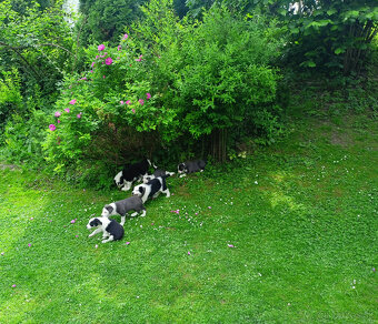 Border Kolia - 2
