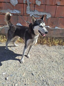 Husky fenka - 2