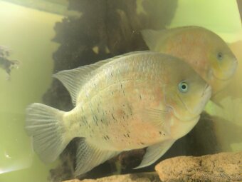 Cichlasoma bocourti - 2