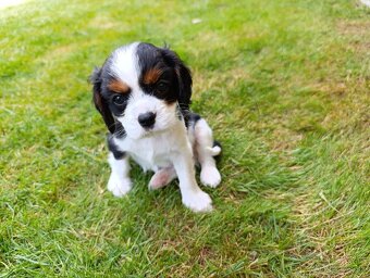 Predám šteniatka cavalier king charles - 2