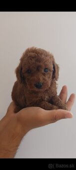 Tikup pudel - 2