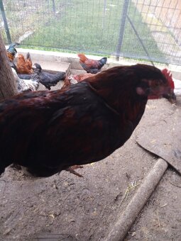 Predám mladého kohúta - 2