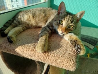 Darujeme kocúrika - 2