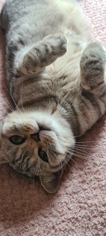 Britská mačička - 2