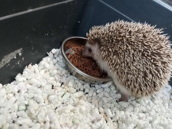 Predám ježko bielobruchý (africký) - 2