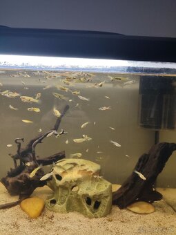 PREDÁM 120L AKVÁRIUM - 2