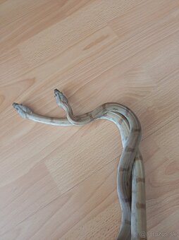 Boa constrictor Sabogae - 2
