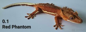 Rhacodactylus ciliatus- Pagekon Riasnaty TRENCIN - 2