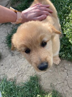 Šteniatka - Labrador, retriever - 2