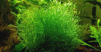 Riccia fluitans - 2
