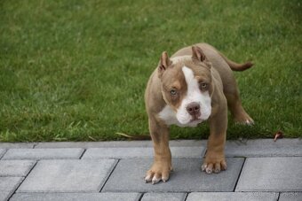 American bully - 2