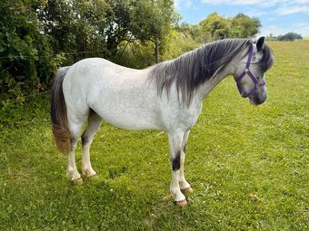 Welsh pony sekce A březí - 2
