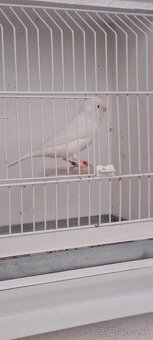 Kanariky kanarik - 2