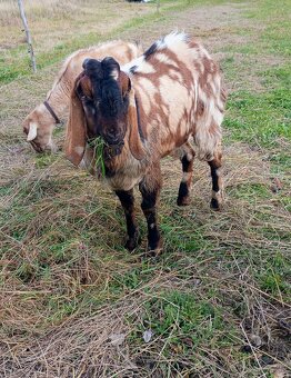 Anglonubijsky cap - 2