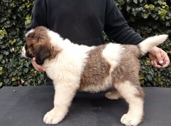 Moskovský strážny pes - 2