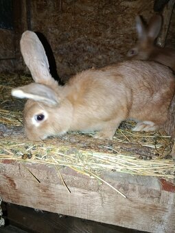 Burgundsky samec - 2