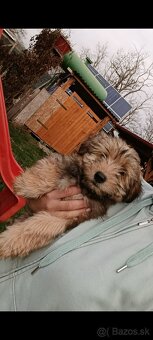 Cavamalt maltalier maltezak cavalier - 2