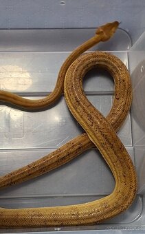 Corallus hortulanus - 2