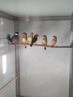 Astrildy, pásovník, ryžovník - 2