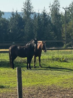 Polovičný, dlhodobý prenájom kobyly - 2