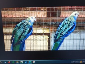 Rozela žltohlava severná - 2