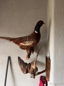 Preparovaný bažant - 2