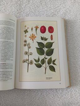 Herbár - Stromy a kry - 2