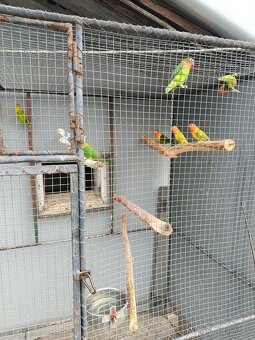 Predám agapornisov - 2