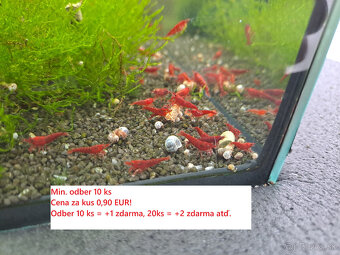 LETNÁ AKCIA - BA a okolie, krevetky neocaridina 0,90 EUR/ks - 2