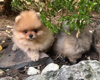 Pomeranian s pp FCI - 2