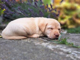 Labrador šteniatka - 2