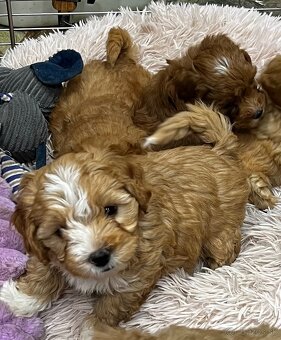Maltipoo - 2
