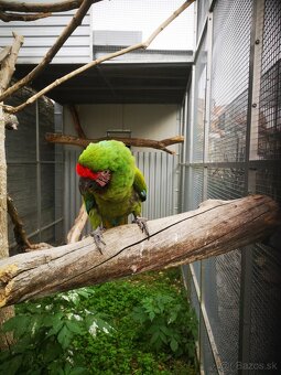 Ara vojenská MILITARIS - 2