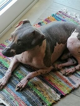 Na predaj čistokrvný americký bezsrstý teriér - 2