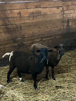 Kamerunské ovce - 2