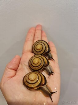 Africky slimak cuba - 2