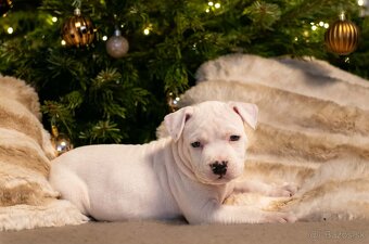 Americký stafordšírský teriér s PP - 2