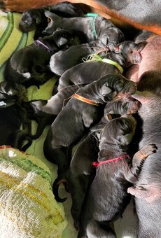 Doberman šteniatka s PP - 2