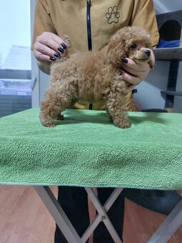 Teacup fenka pudlika - 2