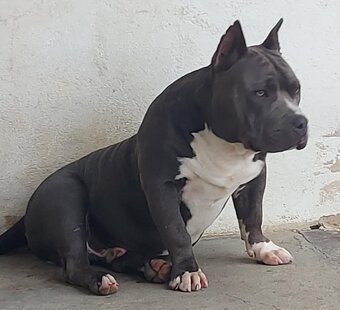 American bully pocket - 2
