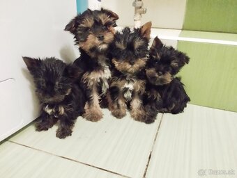 Yorkshire terrier s PP - 2
