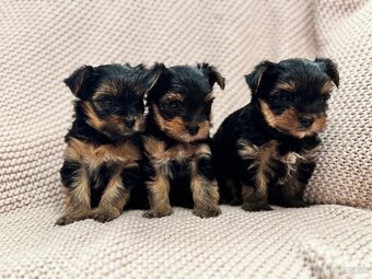 Yorkshire terriers, yorkshirsky terier s PP - 2