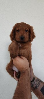 GoldenDoodle - 2