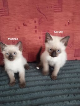 Mačičky - 2